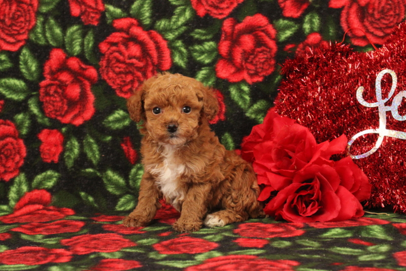 puppy, for, sale, Mini Poodle, Matthew B. Stoltzfus, dog, breeder, Gap, PA, dog-breeder, puppy-for-sale, forsale, nearby, find, puppyfind, locator, puppylocator, aca